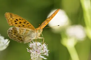 Outdoor Wildlife Images Prints: Macro image of a butterfly