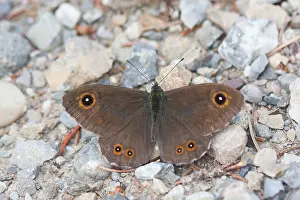 German Wildlife Fauna Prints: Macro image of a butterfly