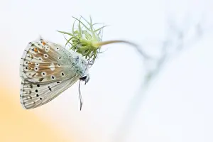 Macro Print of Adonis Blue Butterfly