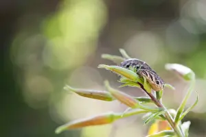 German Wildlife Fauna Prints: Macro image of a butterfly