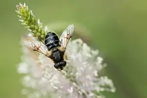 Nature Insect Images Prints: Macro image of a butterfly