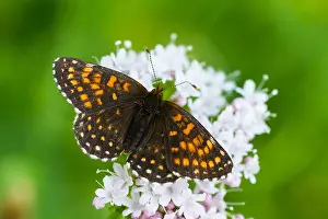 Butterfly Species Prints: Macro image of a butterfly