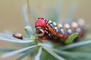German Wildlife Fauna Prints: Macro image of a butterfly