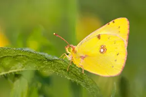 Macro Print of Bergers Clouded Yellow Butterfly