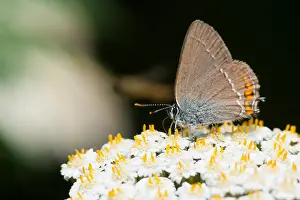 Germany Wildlife Fauna Prints: Macro image of a butterfly