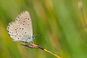 Macro Print of Scarce Large Blue Butterfly