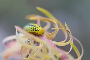 German Wildlife Fauna Prints: Macro image of a butterfly