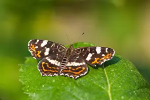 Macro Print of Araschnia levana Butterfly in Flight