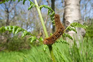 Print of Fox Moth Larva Macro Image