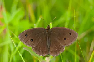 Macro Nature Photography Prints: Macro image of a butterfly