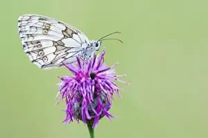 German Wildlife Fauna Prints: Macro image of a butterfly