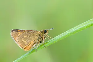 Large Skipper Insect Prints: Macro image of a butterfly