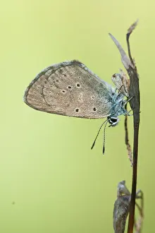 German Wildlife Fauna Prints: Macro image of a butterfly