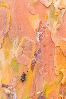 Macro image of an insect