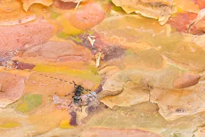 Wildlife In Russia Prints: Macro image of an insect