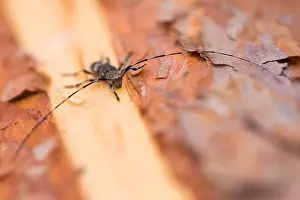Macro Print of Acanthocinus sachalinensis Insect