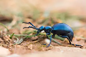Macro Insect Images Prints: Macro image of an insect