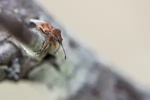 Macro Print of Kleidocerys resedae on Birch Catkin