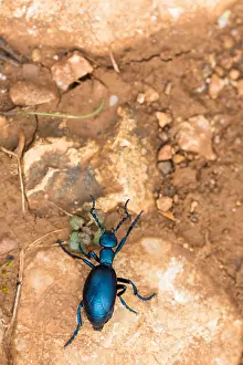 Macro Insect Images Prints: Macro image of an insect