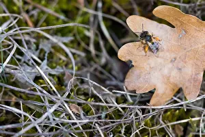 Macro Print of Andrena flavipes Insect