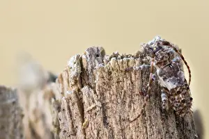 Pogonocherus Fasciculatus Prints: Macro image of an insect