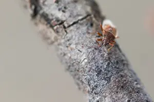 Macro Insect Images Prints: Macro image of an insect