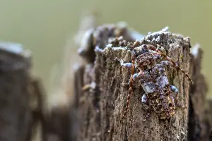 Macro Insect Images Prints: Macro image of an insect