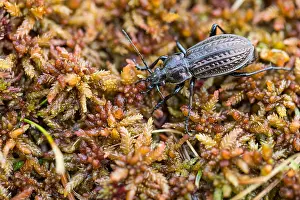 European Flora And Fauna Prints: Macro image of an insect in Germany