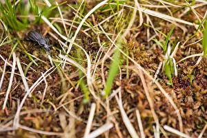 Macro Wildlife Photography Prints: Macro image of an insect in Germany
