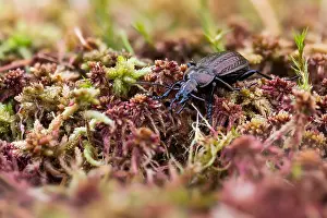 Wildlife In Bavaria Germany Prints: Macro image of an insect in Germany