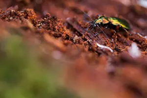 Macro Photography Europe Prints: Macro image of an insect in Germany