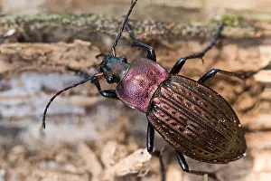Baden Wurttemberg Wildlife Prints: Macro image of an insect in Germany