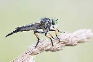 Macro Print of Neoitamus cothurnatus Insect in Baden-Württemberg, Germany