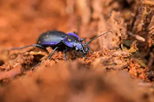 Macro Print of Carabus problematicus Beetle, Baden-Württemberg, Germany
