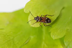 Germany Wildlife Images Prints: Macro image of an insect in Germany
