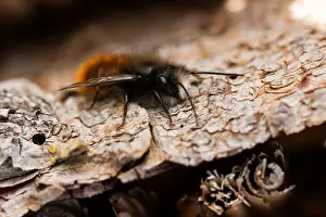 Germany Wildlife Images Prints: Macro image of an insect in Germany