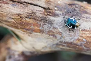 Images Dated 13th March 2020: Macro Print of Pied Shield Bug (Tritomegas bicolor) Imago