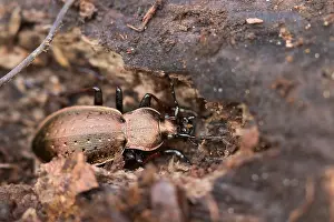 Germany Wildlife Images Prints: Macro image of an insect in Germany