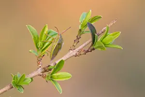 Baden Wurttemberg Wildlife Images Prints: Macro image of an insect in Germany