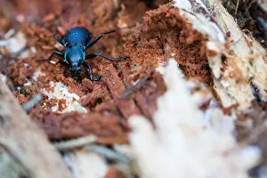 Framed Print : Macro Print of Carabus violaceus Beetle Framed Print : Macro Print of Carabus violaceus Beetle