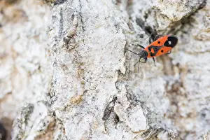German Flora And Fauna Photos Prints: Macro image of an insect in Germany