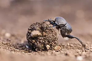 German Flora And Fauna Images Prints: Macro image of an insect in Germany