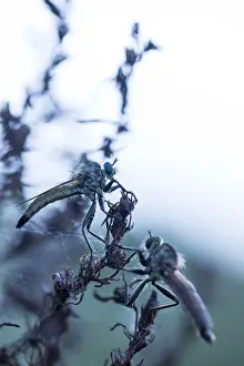 German Flora And Fauna Images Prints: Macro image of an insect in Germany
