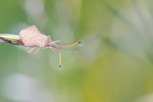 Images Dated 9th May 2020: Macro Print of Rhombic Leatherbug in Baden-Württemberg, Germany