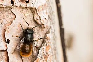 European Flora And Fauna Prints: Macro image of an insect in Germany
