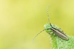 Images Dated 19th May 2020: Agapanthia cardui Print, Macro Image of Weißstreifiger Distelbock Beetle