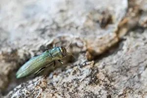 Macro image of an insect in Germany