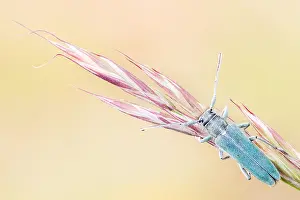 Macro image of an insect in Germany