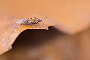 Macro Nature Photography Prints: Macro image of an insect in Germany