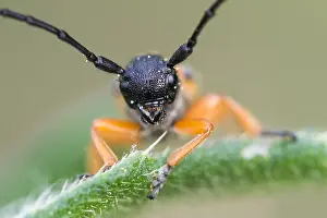 Images Dated 9th May 2020: Macro Print of Phytoecia affinis Beetle, Germany